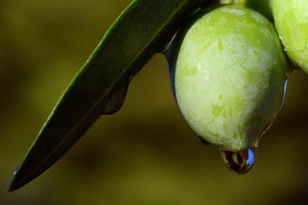 olive, olive oil, meal, oil, food, mediterranean, healthy, nourishment, italy, green, yummy, nocellara, nocellara olive, green olive, fruit, tree, olive tree, olive branch, olive leaf, monochrome, fresh, nature, immature, drops, close up
